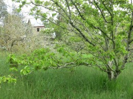 View from the orchard